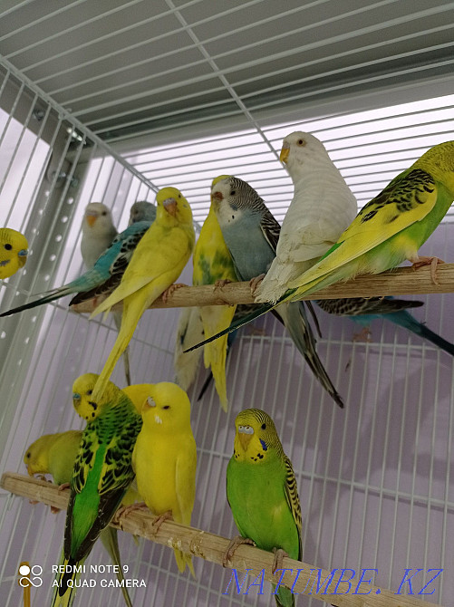 budgerigars Astana - photo 2
