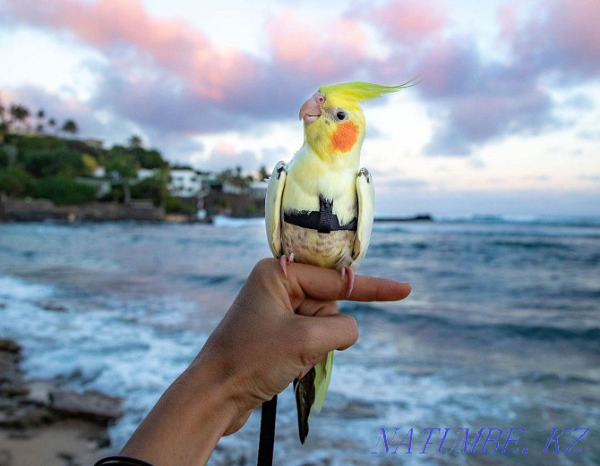 Corella parrots medium Тельмана - photo 1