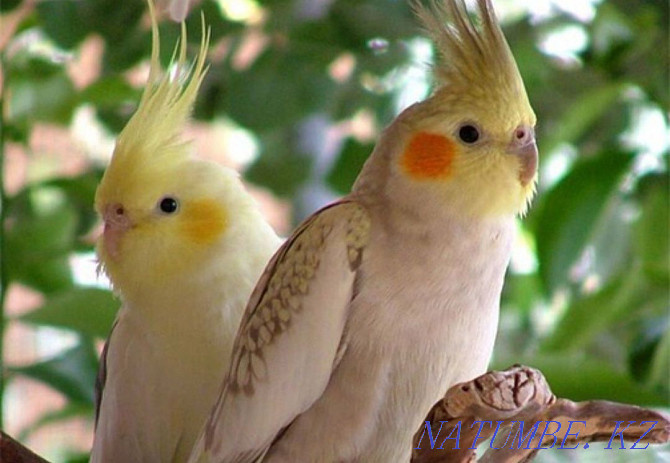 Young cockatiels, medium cockatiel Тельмана - photo 2