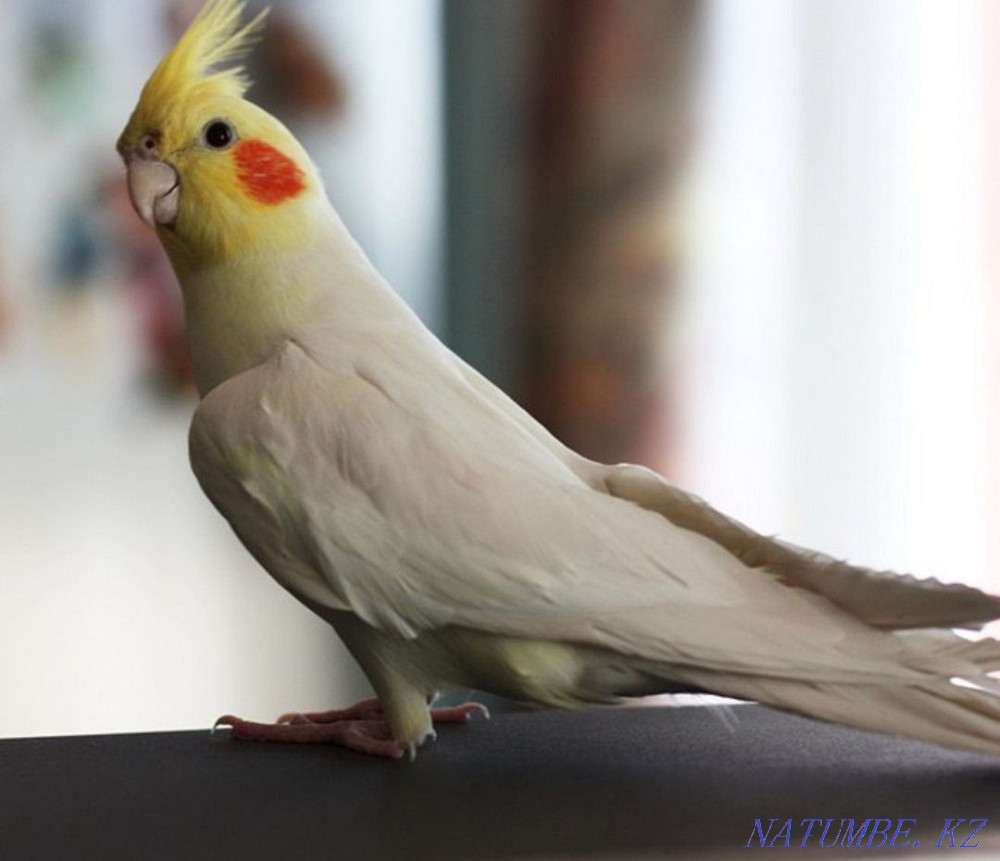 Young cockatiels, medium cockatiel Тельмана - photo 1