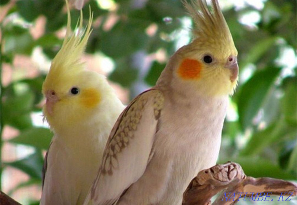 Young cockatiels, medium cockatiel Тельмана - photo 2