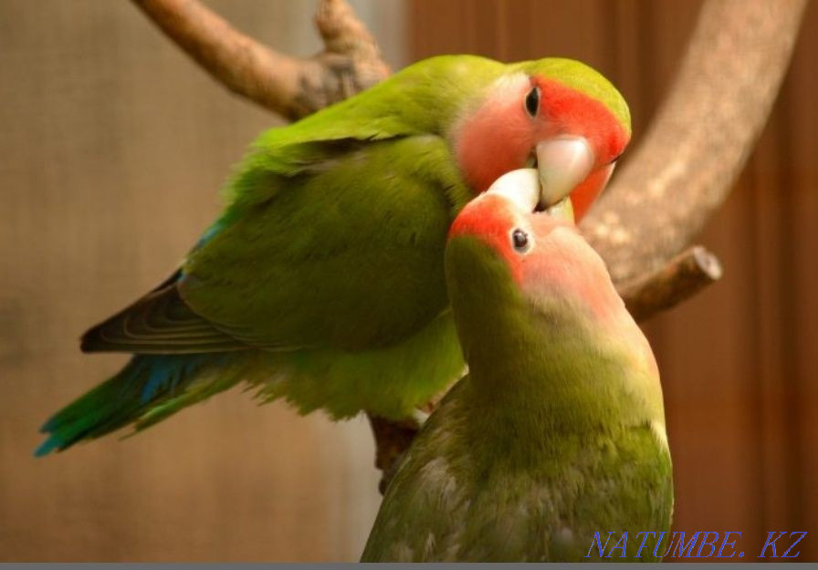 Lovebird parrots Тельмана - photo 1