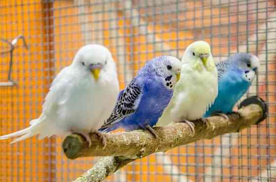 Молодые волнистые попугаи Тельмана