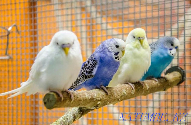 Young budgerigars Тельмана - photo 1