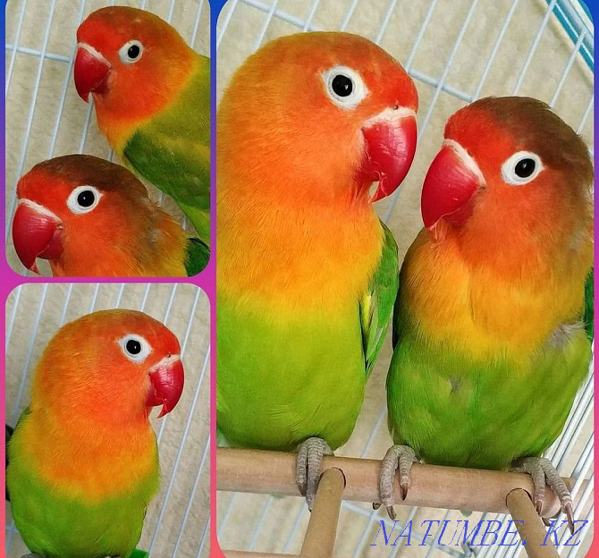 Lovebird parrots Тельмана - photo 1