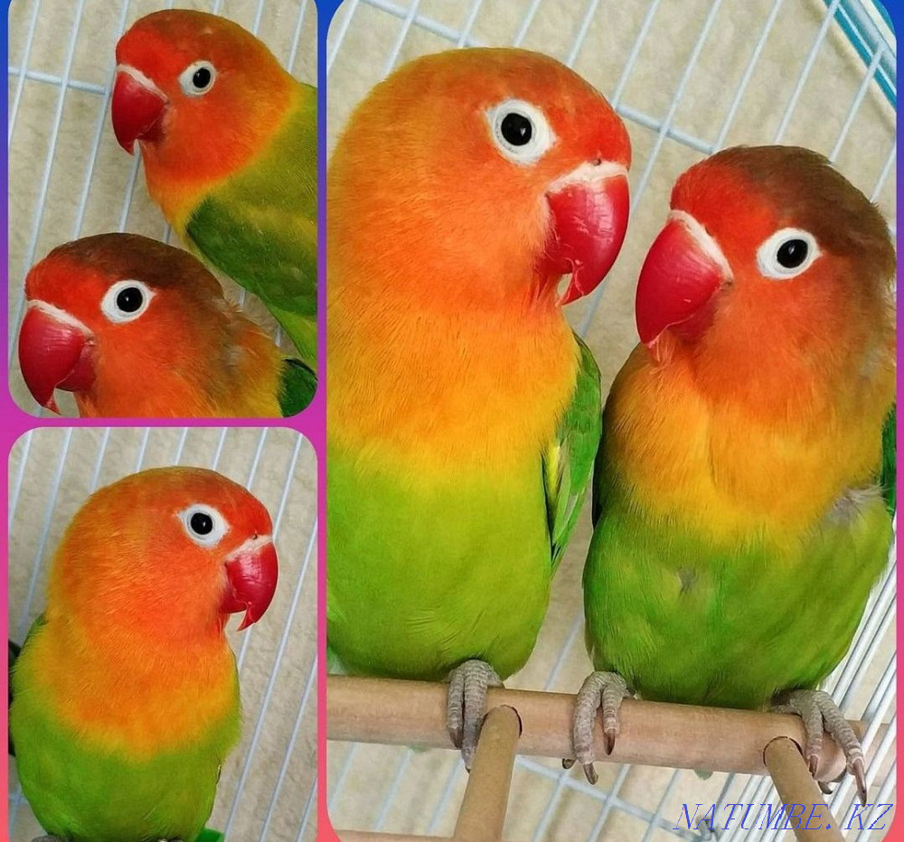 Lovebird parrots Тельмана - photo 1