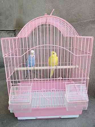 Продам попугаев с клеткой Taraz