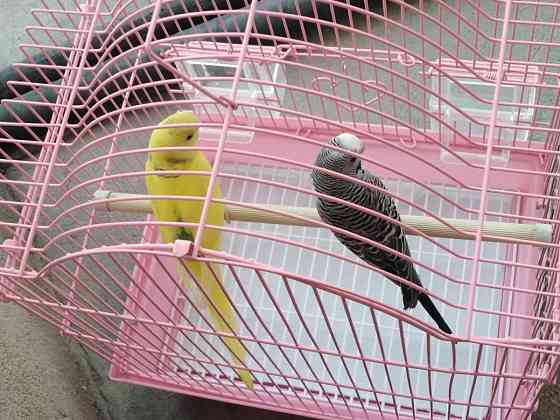 Продам попугаев с клеткой Тараз