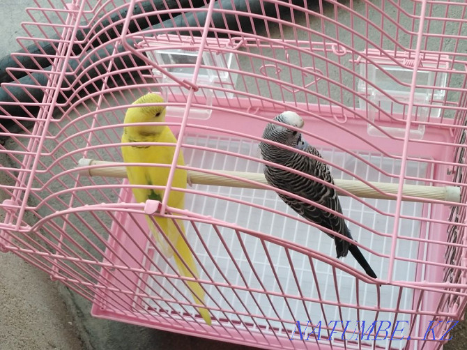 Продам попугаев с клеткой Тараз - изображение 2