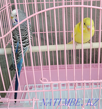 Продам попугаев с клеткой Тараз - изображение 1
