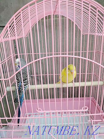 Продам попугаев с клеткой Тараз - изображение 3