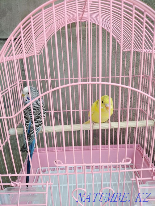 Продам попугаев с клеткой Тараз - изображение 3