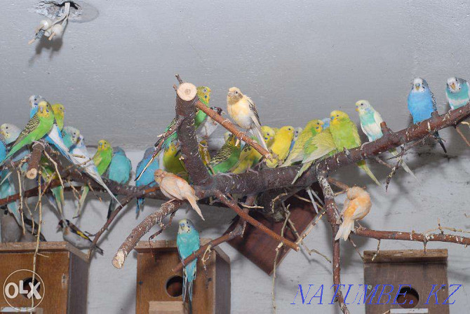 Продам волнистых попугаев . Павлодар - изображение 2