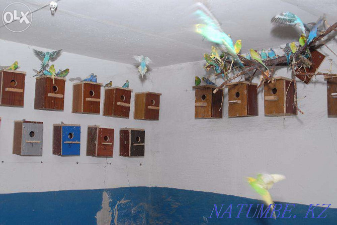 We sell wavy parrots. Pavlodar - photo 3
