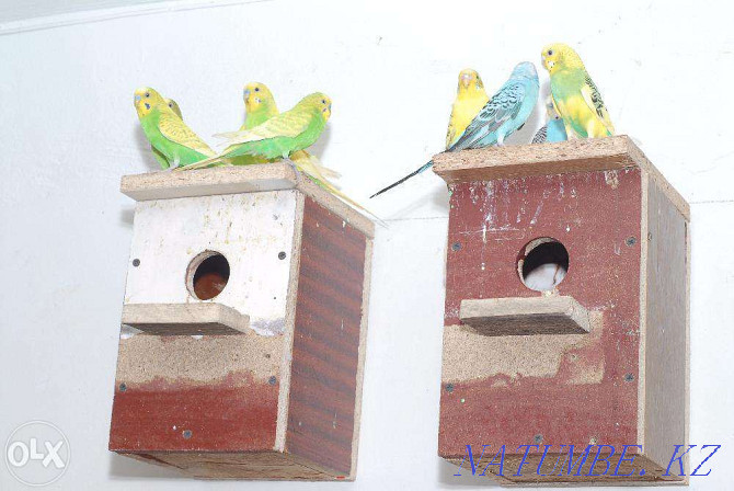 Продам волнистых попугаев . Павлодар - изображение 4