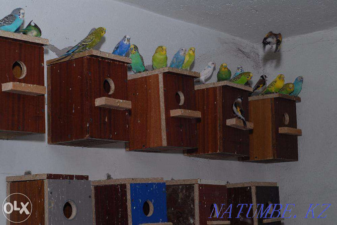 We sell wavy parrots. Pavlodar - photo 1