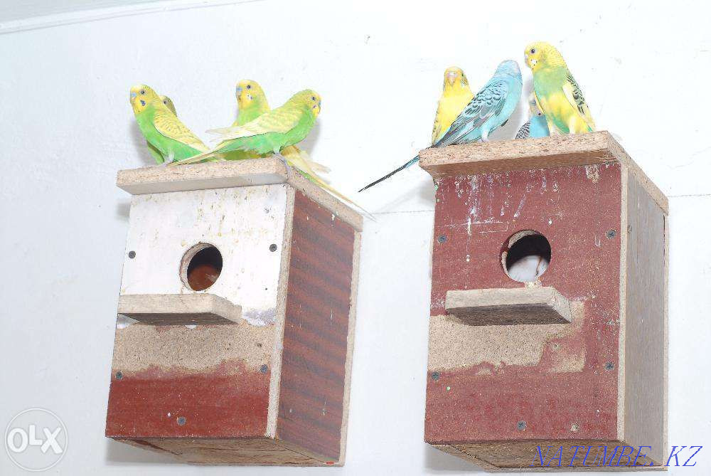 We sell wavy parrots. Pavlodar - photo 4