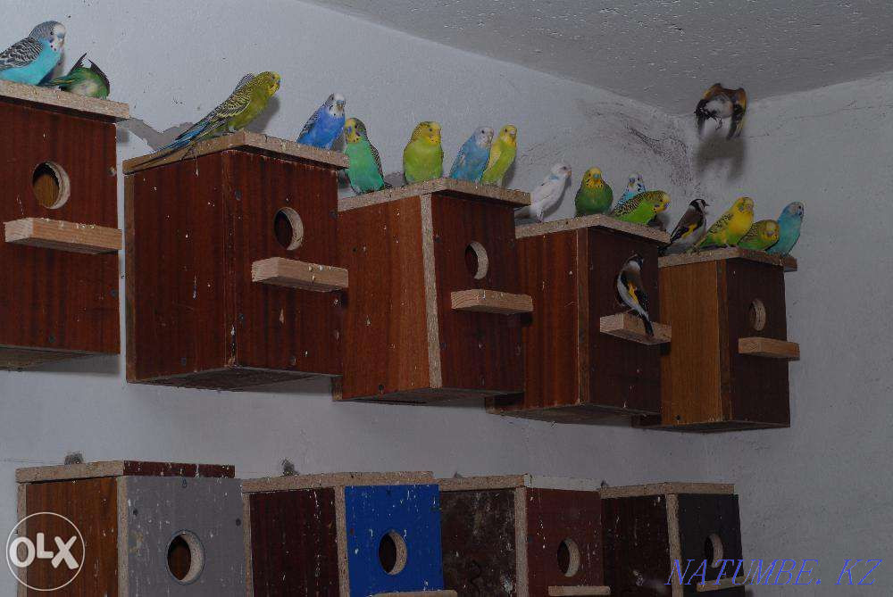 We sell wavy parrots. Pavlodar - photo 1