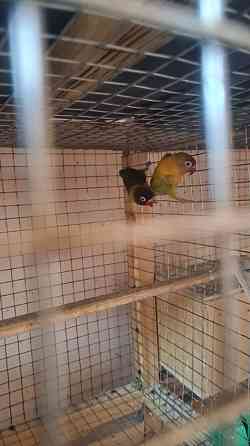 Продам попугаев неразлучников Almaty
