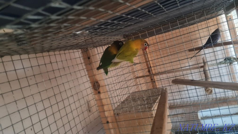 Продам попугаев неразлучников Алматы - изображение 1