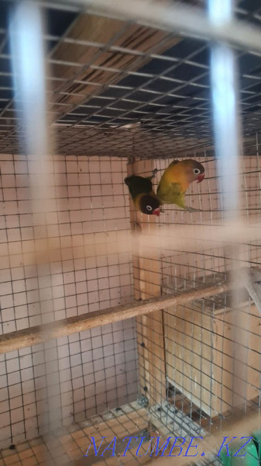 Продам попугаев неразлучников Алматы - изображение 2