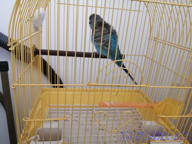 Budgerigar Taraz - photo 2