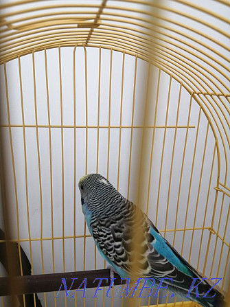 Волнистый Попугай Тараз - изображение 1
