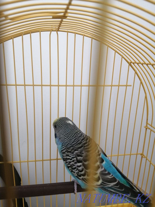 Budgerigar Taraz - photo 1