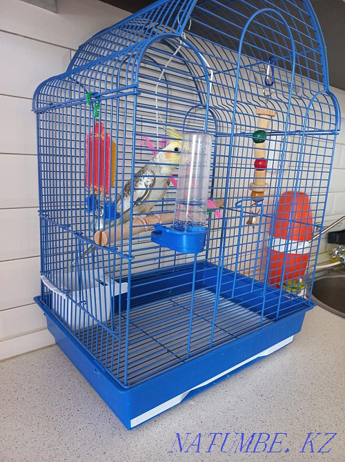 Sell parrot boy Corella Kostanay - photo 1