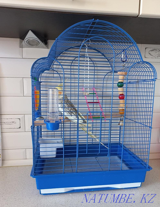 Sell parrot boy Corella Kostanay - photo 2