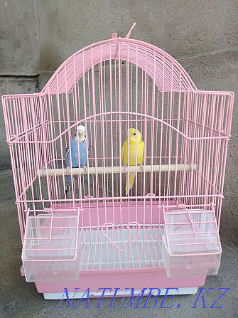 Продам попугаев с клеткой папугай Тараз - изображение 3