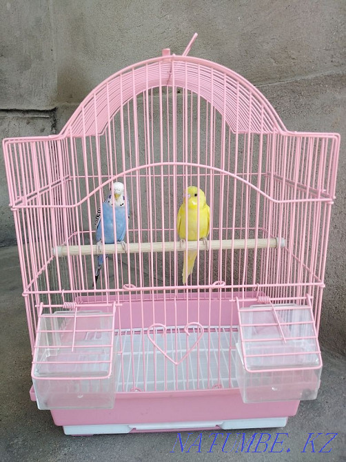 Parrot cage for sale Taraz - photo 3