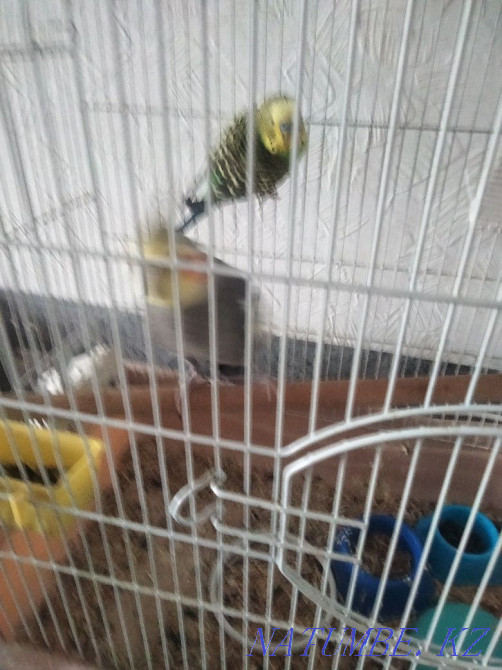 I will sell parrots Karelian and budgerigar Ust-Kamenogorsk - photo 1