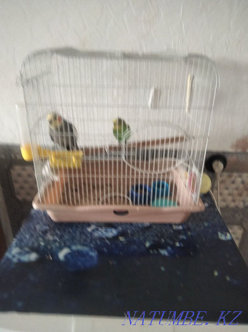 I will sell parrots Karelian and budgerigar Ust-Kamenogorsk - photo 4