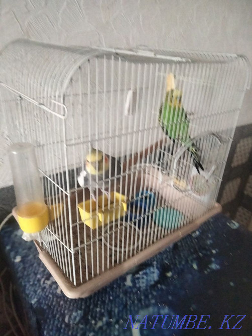 I will sell parrots Karelian and budgerigar Ust-Kamenogorsk - photo 2
