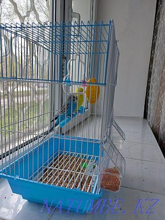 Толқынды попугаялар сатылады Риддер - изображение 1