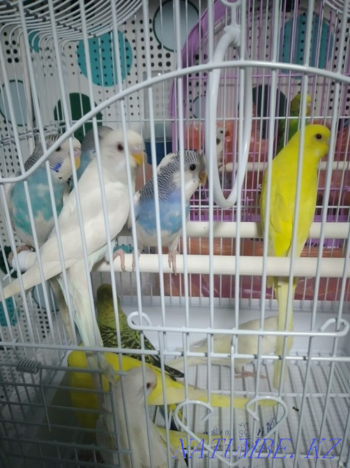 budgerigars Ust-Kamenogorsk - photo 2