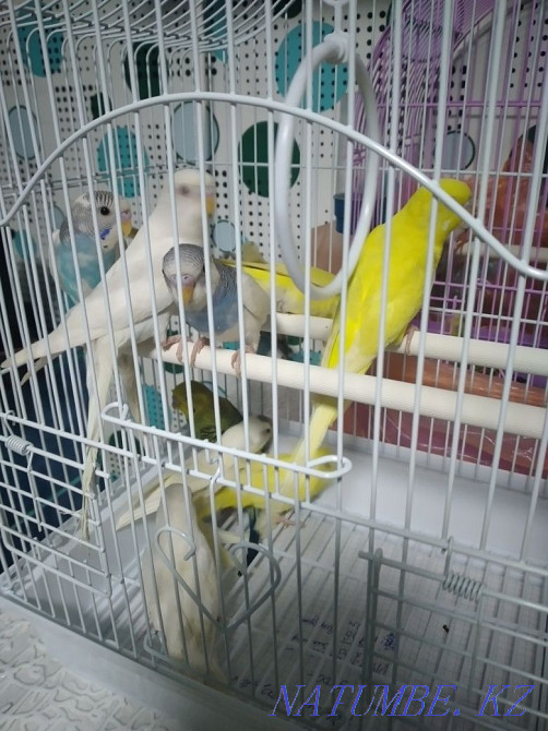 budgerigars Ust-Kamenogorsk - photo 3