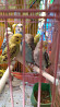 Попугаи волнистые Ust-Kamenogorsk