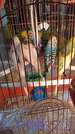 попугаялар  Өскемен - изображение 3