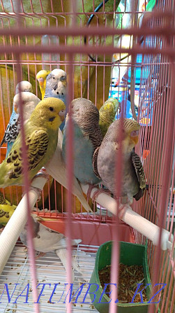 budgerigars Ust-Kamenogorsk - photo 1