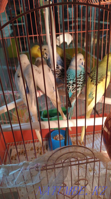 budgerigars Ust-Kamenogorsk - photo 3