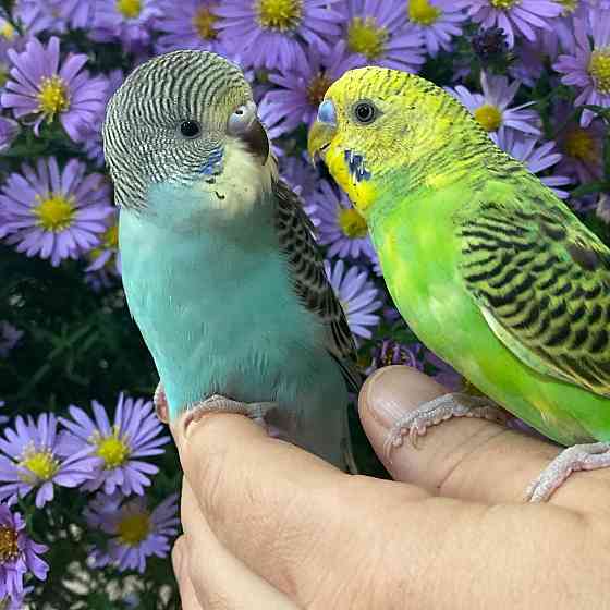 Волнистые попугаи птенцы  Өскемен