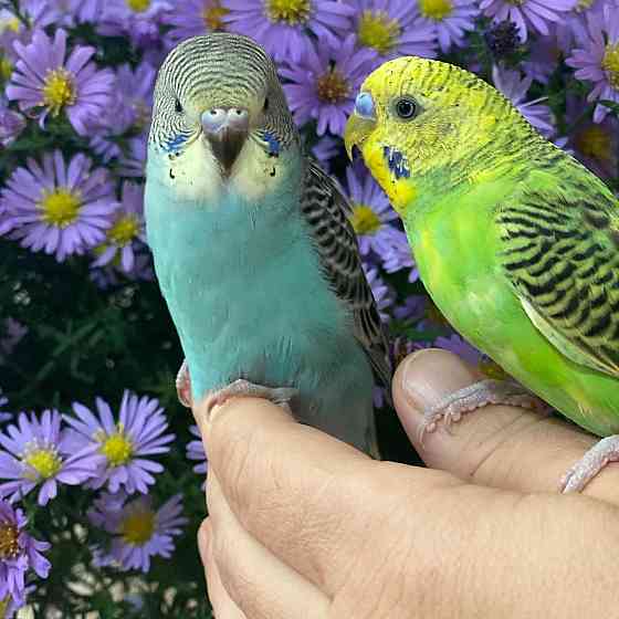 Волнистые попугаи птенцы Ust-Kamenogorsk