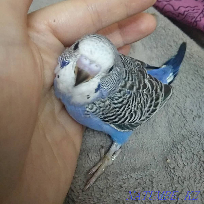 Budgerigar chicks Ust-Kamenogorsk - photo 1