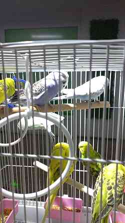 Волнистые попугаи ручные  Өскемен