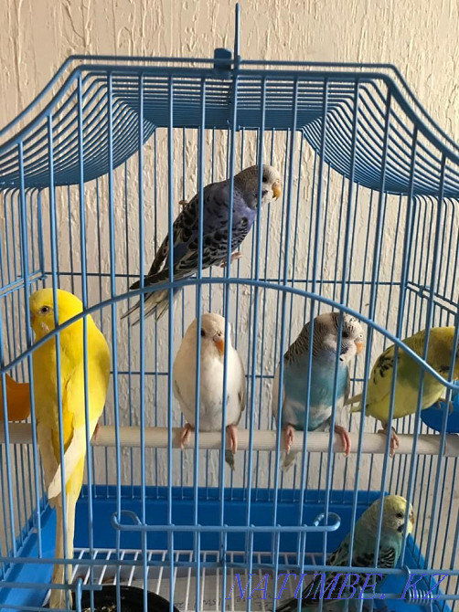 Волнистые попугаи ручные Усть-Каменогорск - изображение 1