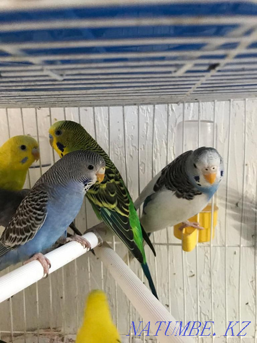 Волнистые попугаи ручные Усть-Каменогорск - изображение 2