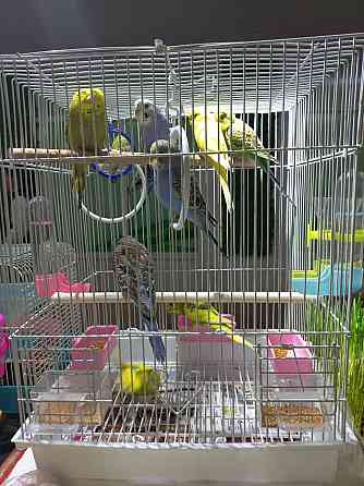 Волнистые попугаи ручные  Өскемен