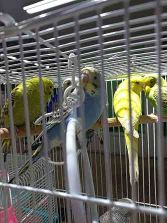 Волнистые попугаи ручные Ust-Kamenogorsk